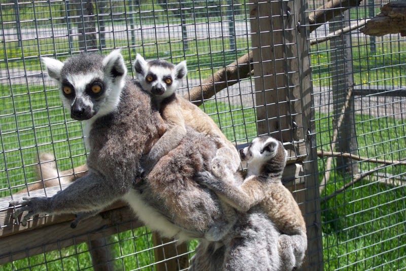 Oshawa Zoo and Fun Farm