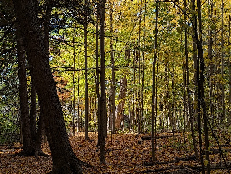 Maple Glen Forest